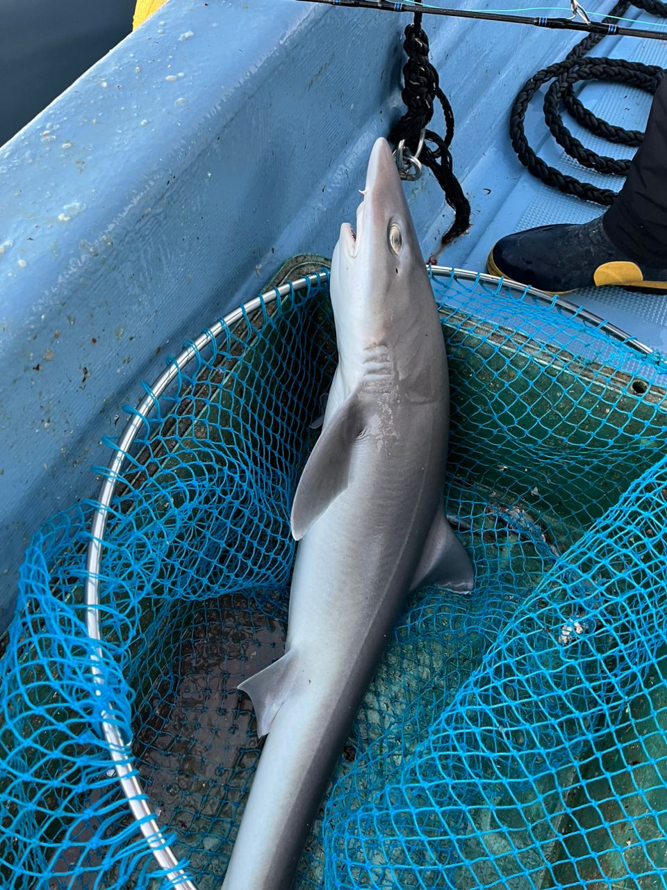 ぼうくんさんの釣果 3枚目の画像