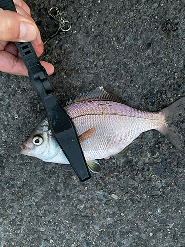 ウミタナゴの釣果