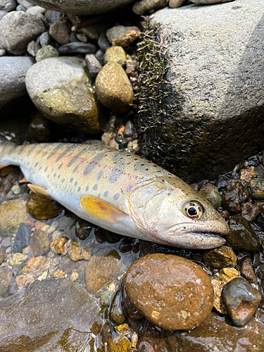 ヤマメの釣果