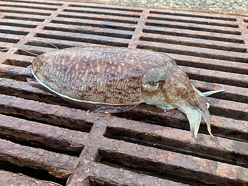 コウイカの釣果