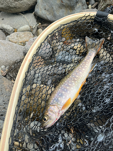 イワナの釣果