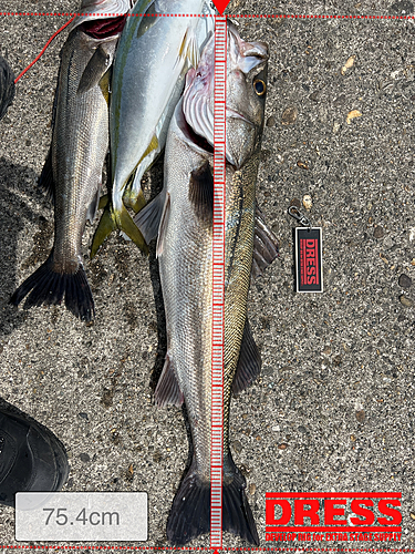 シーバスの釣果