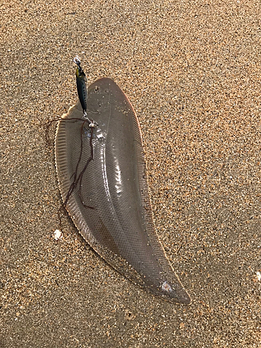 シタビラメの釣果