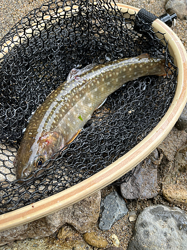 イワナの釣果