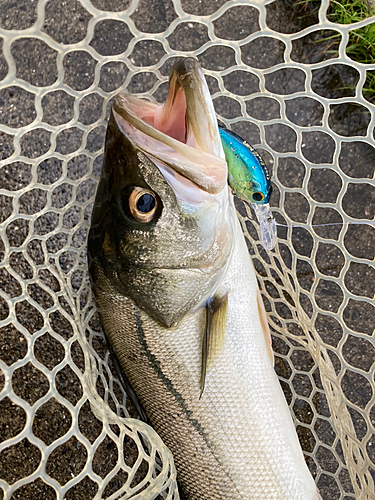 スズキの釣果