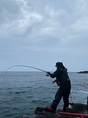 オナガグレの釣果