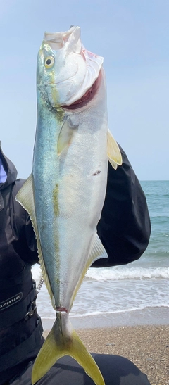 イナダの釣果