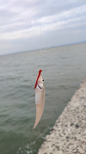 キスの釣果