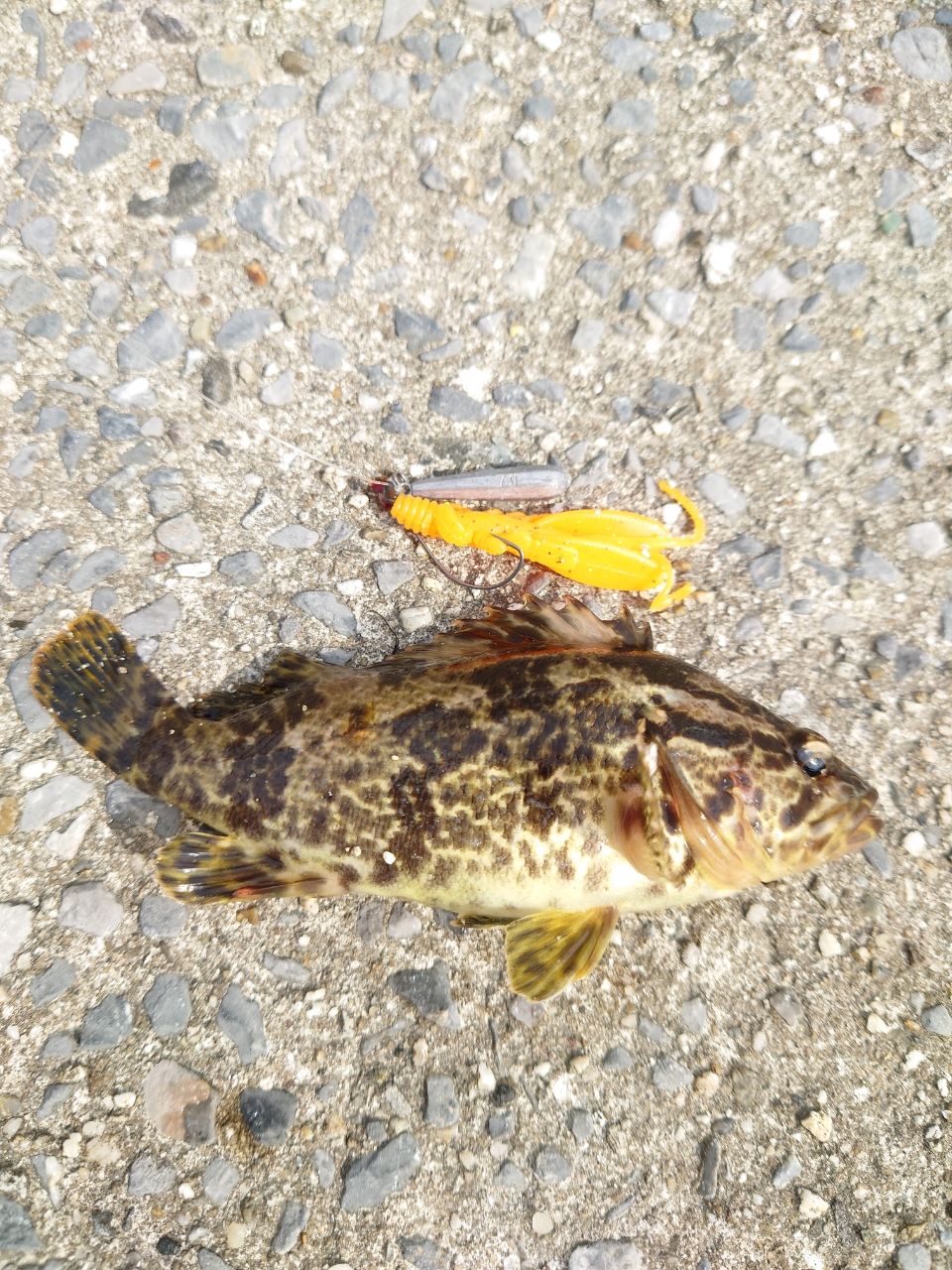 タケノコメバル