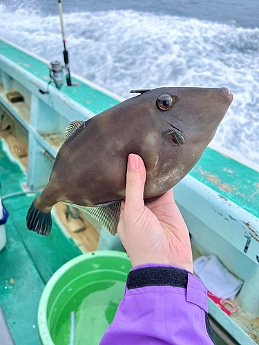 ウマヅラハギの釣果