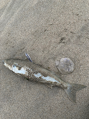 ボラの釣果