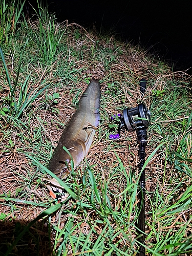 ナマズの釣果