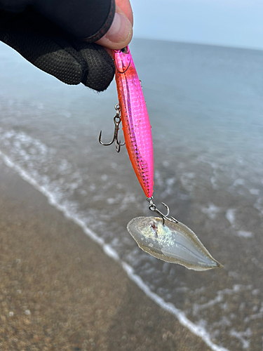 シタビラメの釣果