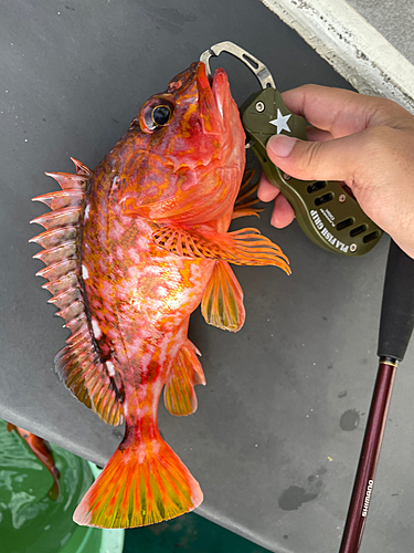 アヤメカサゴの釣果