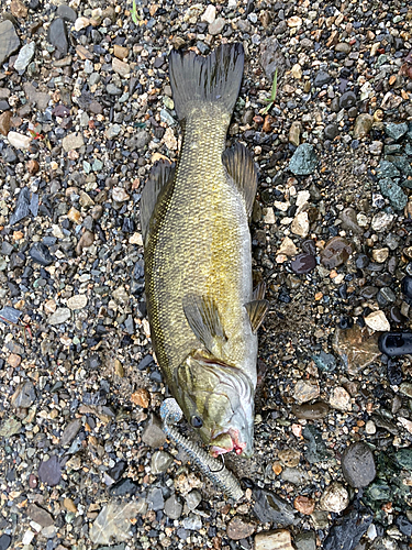 スモールマウスバスの釣果