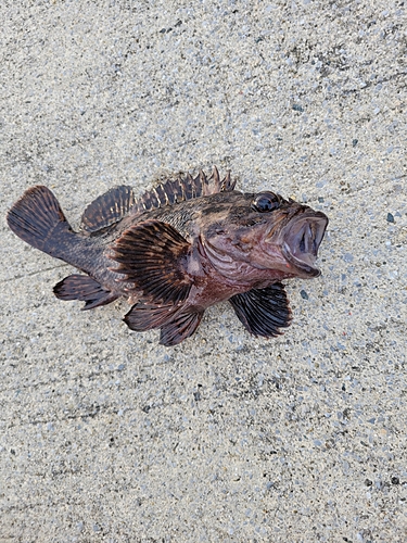 オウゴンムラソイの釣果