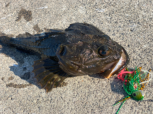 カジカの釣果