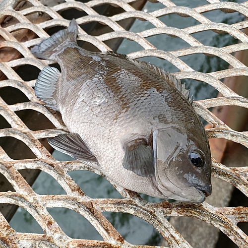 メジナの釣果