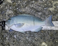 クチブトグレの釣果