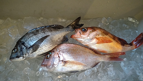 マダイの釣果