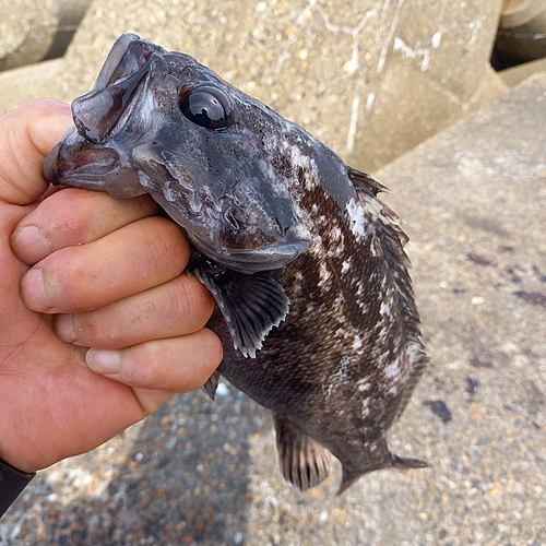 クロソイの釣果