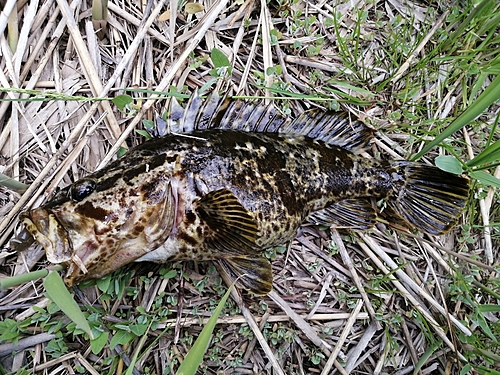 タケノコメバルの釣果