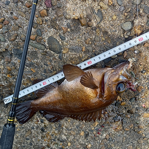 メバルの釣果