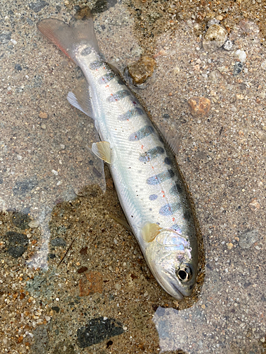 アマゴの釣果