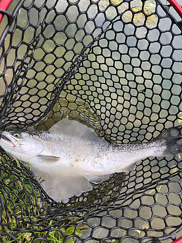 ニジマスの釣果