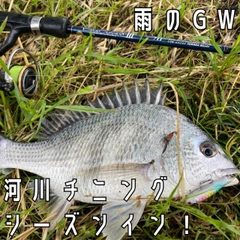 キビレの釣果