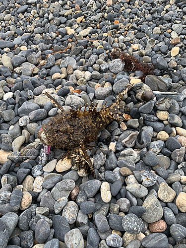 オニオコゼの釣果