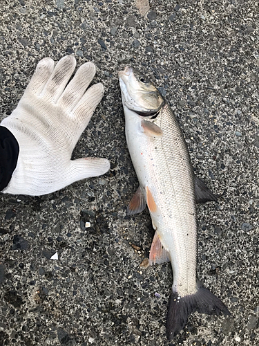 ウグイの釣果