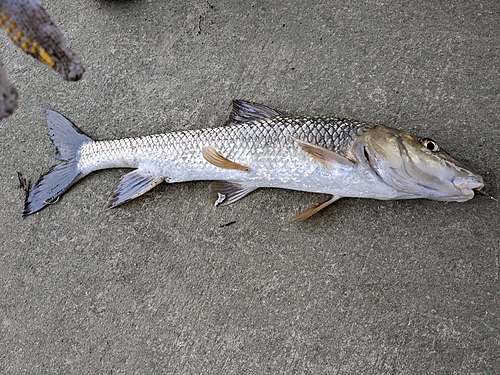 ニゴイの釣果