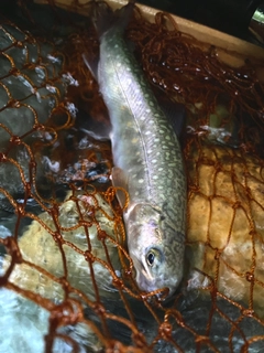 イワナの釣果