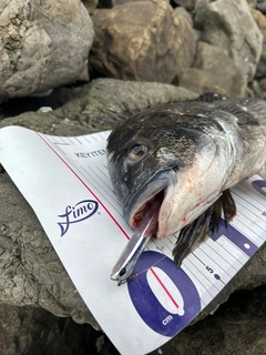 チヌの釣果
