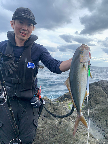 カンパチの釣果