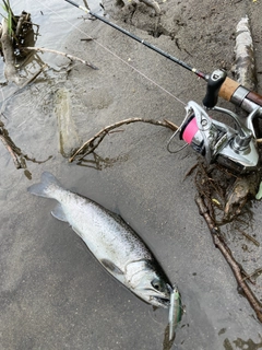 サケの釣果