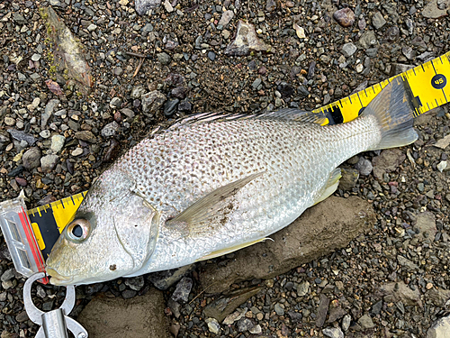 ホシミゾイサキの釣果