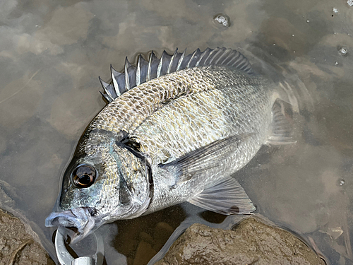 ミナミクロダイの釣果