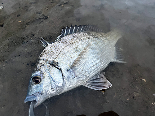 ミナミクロダイの釣果