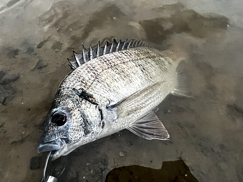 ミナミクロダイの釣果