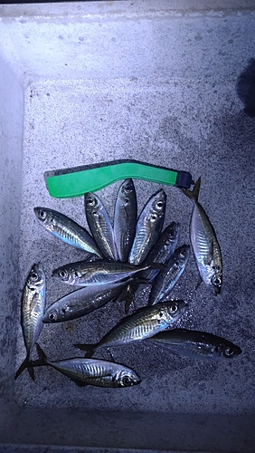 アジの釣果