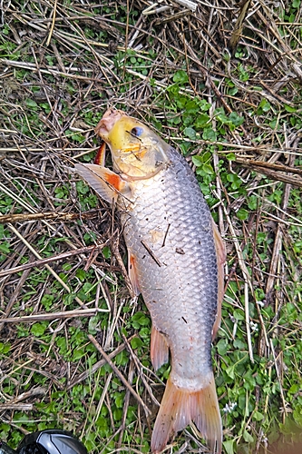 コイの釣果