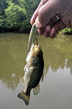 ラージマウスバスの釣果