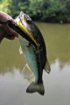 ラージマウスバスの釣果