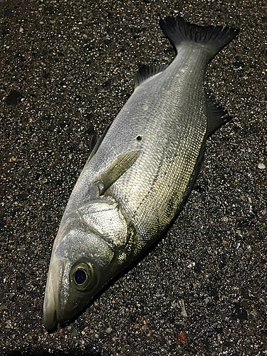 ヒラスズキの釣果