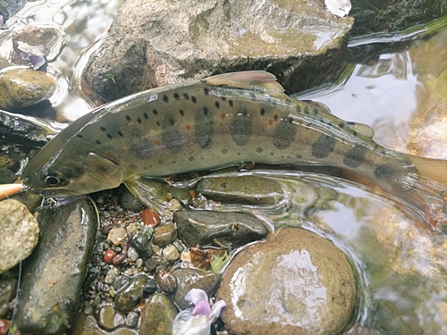 アマゴの釣果