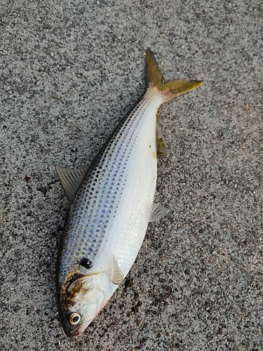 コノシロの釣果