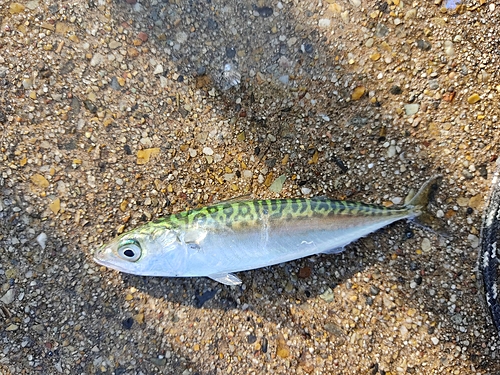 サバの釣果