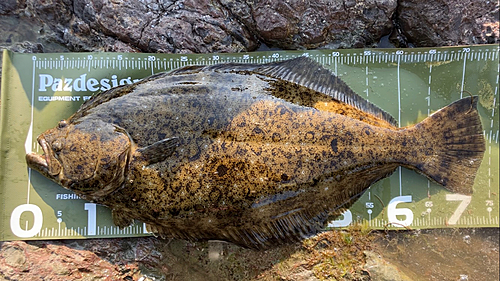 ヒラメの釣果